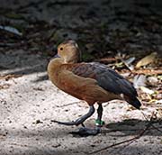 Picture/image of Lesser Whistling Duck