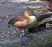 Picture/image of Lesser Whistling Duck