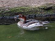 Picture/image of Smew