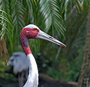 Picture/image of Sarus Crane