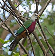Picture/image of Wompoo Fruit-Dove