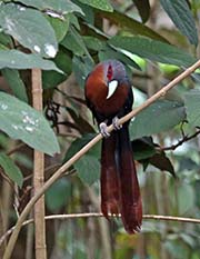 Picture/image of Chestnut-breasted Malkoha