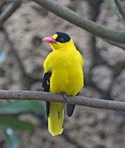 Picture/image of Black-naped Oriole