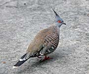 Picture/image of Crested Pigeon