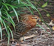 Picture/image of Mountain Bamboo Partridge