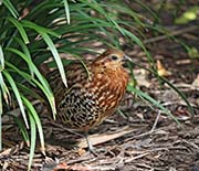 Mountain Bamboo Partridge