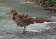 Picture/image of Lady Amherst's Pheasant