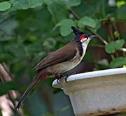 Red-whiskered Bulbul