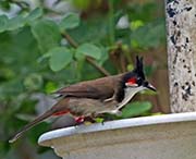 Picture/image of Red-whiskered Bulbul