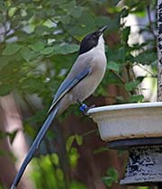 Picture/image of Azure-winged Magpie