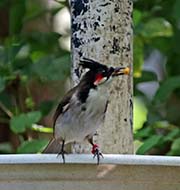 Picture/image of Red-whiskered Bulbul
