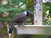 Picture/image of Black-throated Laughingthrush