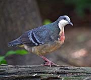 Picture/image of Luzon Bleeding-heart