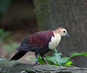 Picture/image of White-throated Ground-Dove