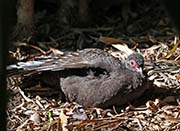 Picture/image of Germain's Peacock-Pheasant