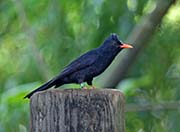 Picture/image of Black Bulbul