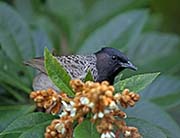 Picture/image of Red-vented Bulbul