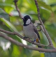 Picture/image of White-eared Bulbul
