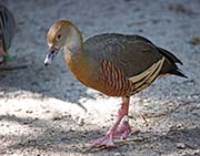 Picture/image of Plumed Whistling Duck