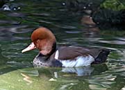 Picture/image of Red-crested Pochard