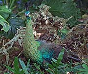 Picture/image of Green Peafowl