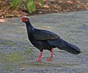 Picture/image of Edwards's Pheasant