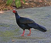 Picture/image of Edwards's Pheasant