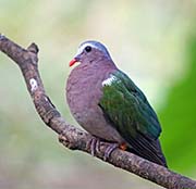 Picture/image of Common Emerald Dove