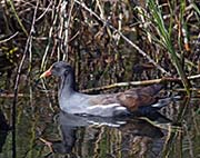 Picture/image of Common Gallinule