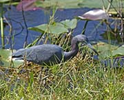 Picture/image of Little Blue Heron