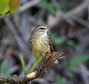 Picture/image of Palm Warbler