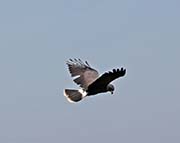 Picture/image of Snail Kite
