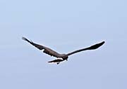 Picture/image of Snail Kite