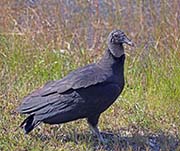 Picture/image of Black Vulture