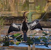 Picture/image of Anhinga