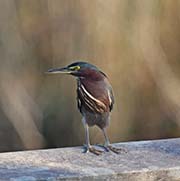 Picture/image of Green Heron