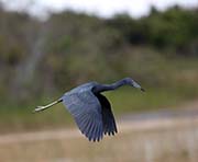 Picture/image of Little Blue Heron