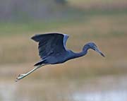 Picture/image of Little Blue Heron