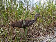 Picture/image of Limpkin