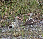 Picture/image of White Ibis