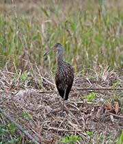 Picture/image of Limpkin
