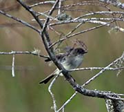 Picture/image of Eastern Phoebe