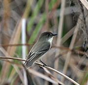 Picture/image of Eastern Phoebe
