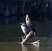 Picture/image of Double-crested Cormorant