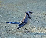 Picture/image of Blue Jay