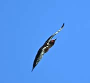 Picture/image of Lewis's Woodpecker