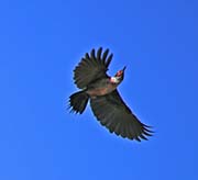 Picture/image of Lewis's Woodpecker