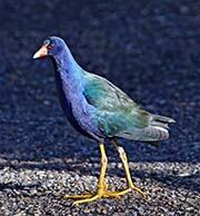 Picture/image of Purple Gallinule