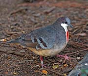 Picture/image of Luzon Bleeding-heart