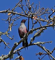 Picture/image of Lewis's Woodpecker